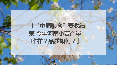 “中原粮仓”麦收结束 今年河南小麦产量咋样？品质如何？